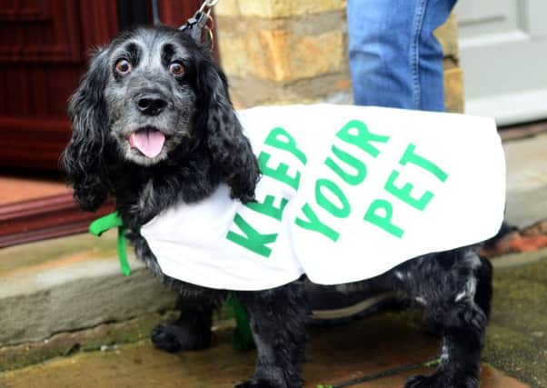 Keep Your Pet is a service in York that helps older people look after their pets. Jake the cocker spaniel. Picture Scott Merrylees