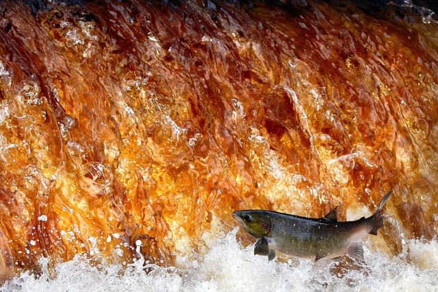 A leaping salmon hurls itself upstream as the rushing waters of the River Swale spectacularly reflect the golden hues of autumn near Topcliffe, North Yorkshire