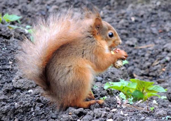 A red squirrel in Stannington. Picture by Mark Legard