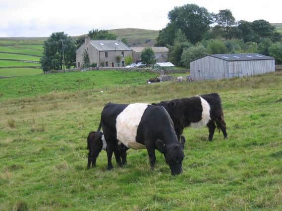 Low Birk Hatt with the owners' belted Galloway's in the foreground