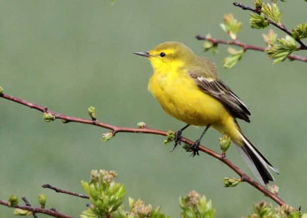 A yellow wagtail.   Pic: Michael Flowers.