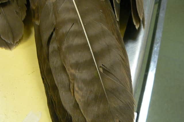 A buzzard with a bandaged wing is resting in rehab after it was illegally shot out of the sky. Picture: Ross Parry Agency