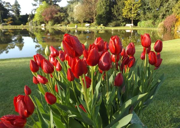 Tulips propduce little pollen to worry allergy sufferers