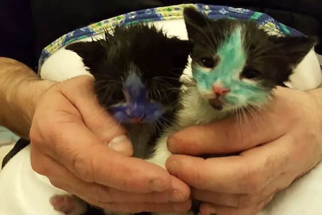 Kittens taken in by Bradford Cat watch had been coloured in, ready to be thrown to dogs. Picture: Ross Parry Agency