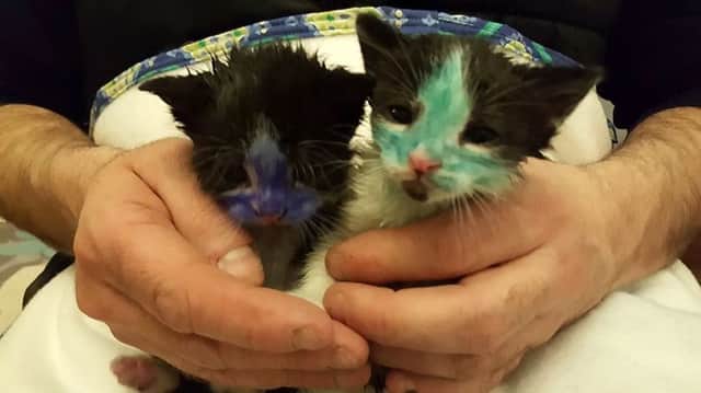 Kittens taken in by Bradford Cat watch had been coloured in, ready to be thrown to dogs. Picture: Ross Parry Agency