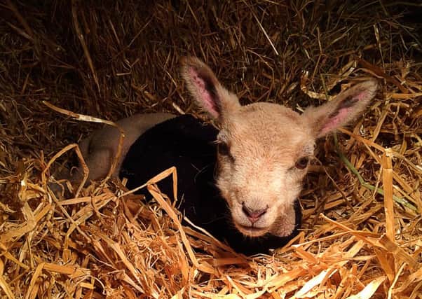 'Jeremy' the lamb, the surviving twin at Shaun McKenna's farm during a testing lambing time.