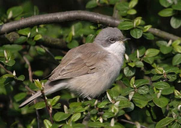 The lesser whitethroat will only be heard for a fortnight before skulking away.  Pic: Michael Flowers