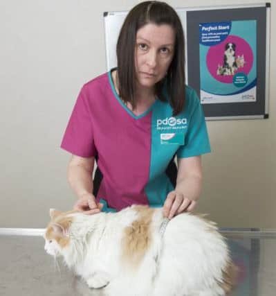 Puff the fat cat from Sheffield, with Joanne Smith from the PDSA