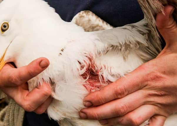 Alexandra Farmer of Whitby Wildlife Sanctuary was called out at midnight to rescue a seagull found bleeding in a car park. Picture: Ross Parry Agency