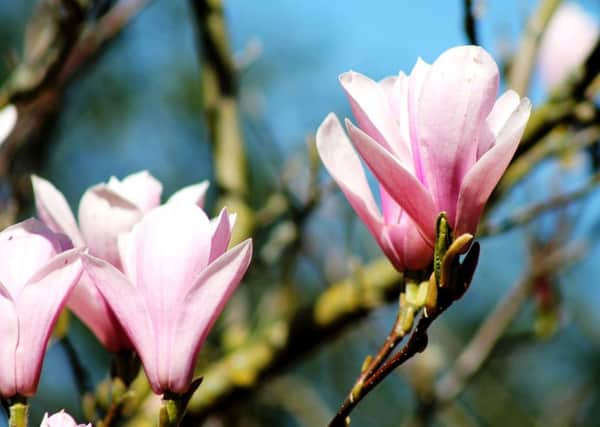 FLOWER POWER: The stunning blooms of Magnolia soulangiana.
