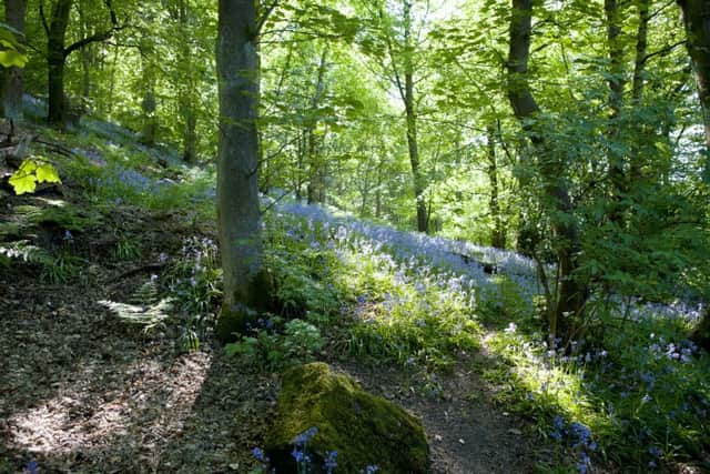 The woods have a carpet of bluebells at this time of year