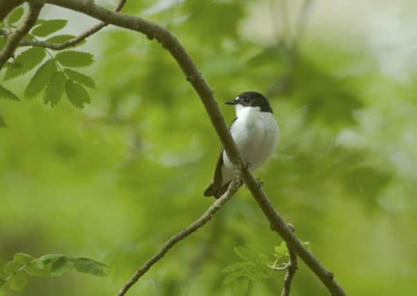 The introduction of more nest boxes has seen the pied flycatcher spread to many woodlands in Yorkshire.