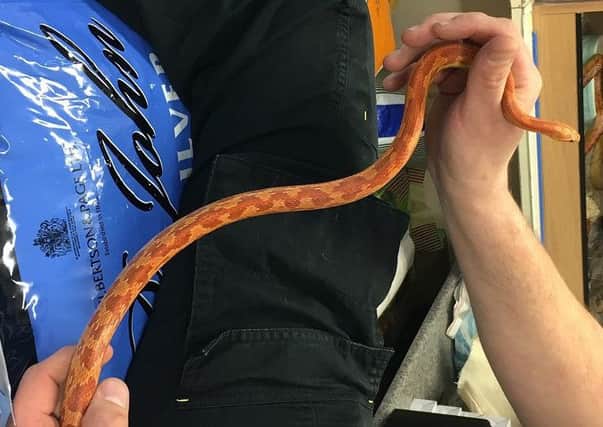 The corn snake police want to reunite with owners