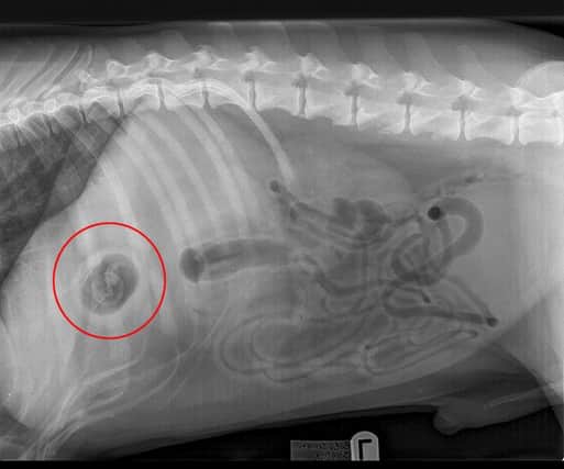 Nine-year-old Bobo was rushed to Blue Cross vets in Grimsby  when he swallowed a Kinder egg.  Picture: Ross Parry Agency