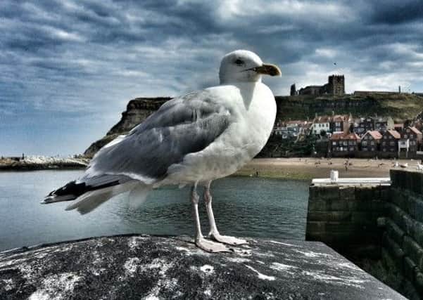 Borough-wide measures are being taken by Scarborough Borough Council to clampdown on nuisance seagull behaviour.