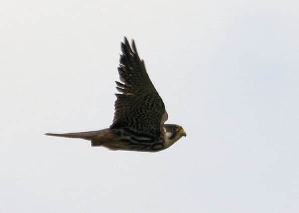 The hobby has become much more widespread over the past 25 years.  Picture: Michael Flowers