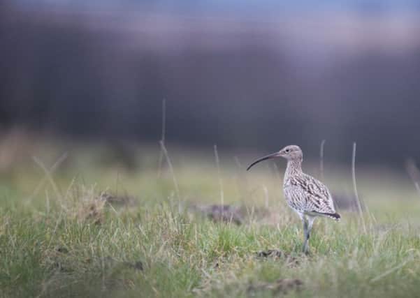 The RSPB is involved in dedicated efforts to revive the fortunes of curlews.