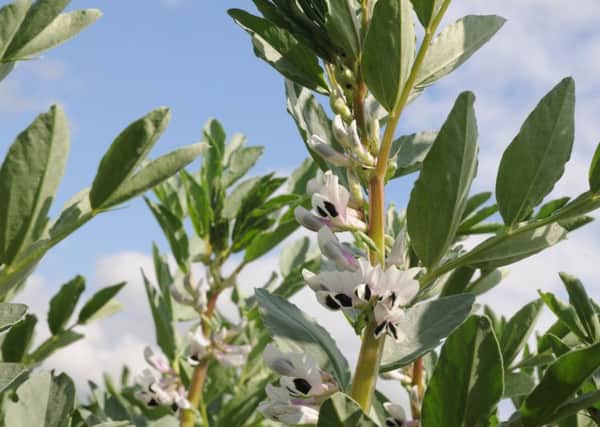 Wet soils and high temperatures could cause problems for bean growers.