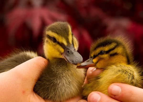 The surviving duckling pictured here with another duckling with which it has now been paired.  Pic: The Wildlife Orphanage.