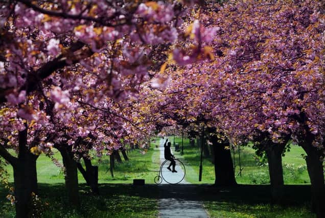 Graham Reed from Pudsey rides his 1866 Penny Farthing through the cherry blossom on The Stray in Harrogate. Picture by Simon Hulme