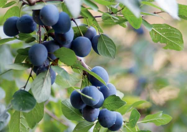 Sloes have a habit of appearing in fruitful abundance or barely at all.