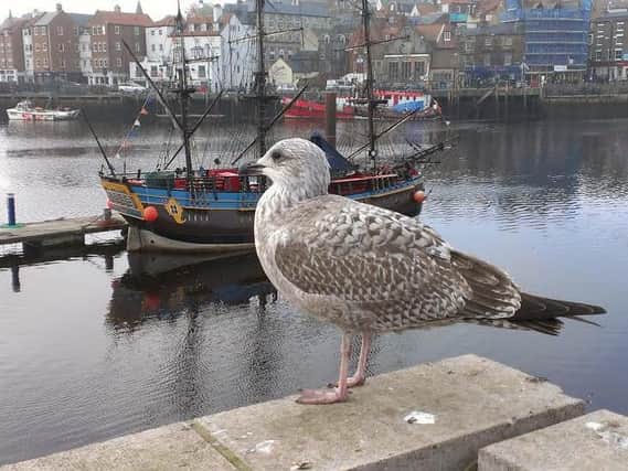 A Whitby seagull - picture by Duncan Atkins