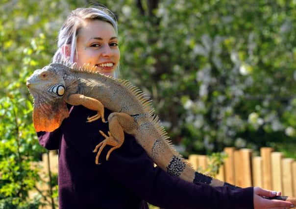Eve Fern, an animal keeper at Ponderosa with 'Bingo', a green iguana. (GL1010/08j)
