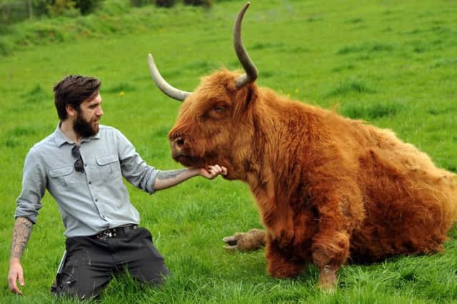 Elliot Barr, farm manager at Ponderosa, with 'Ginger', one of their two Highland cows. (GL1010/08d)