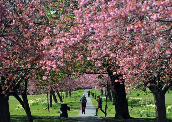 This time of year is one of the most beautiful, with its vivid blossom. Picture: Tony Johnson