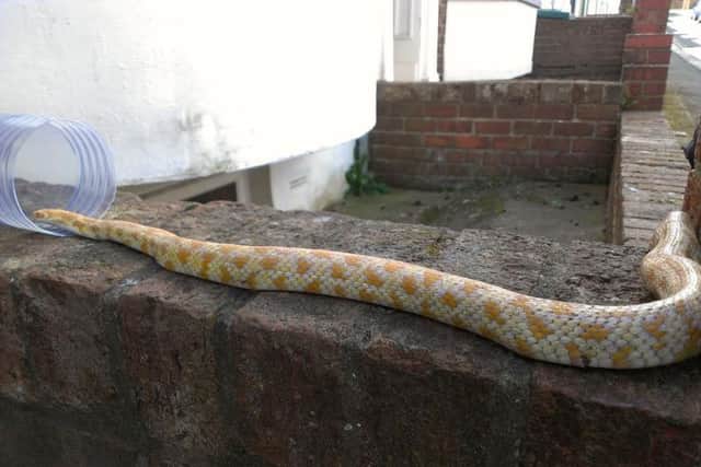 The Scarborough snake