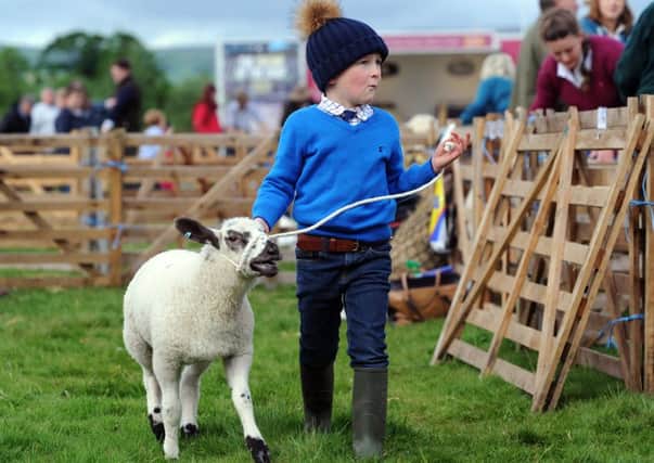 Four-year-old Henry Hall exercises his texel cross sheep at the 207th Otley Show.   Pictures: Jonathan Gawthorpe