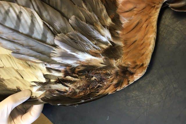 An image of the latest red kite to be found dead in Yorkshire.