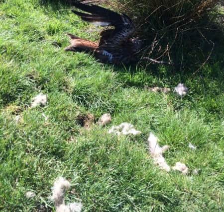 Police are appealing for information after another shooting of a red kite in the region.