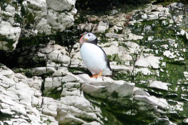 Puffins on the Yorkshire coast
