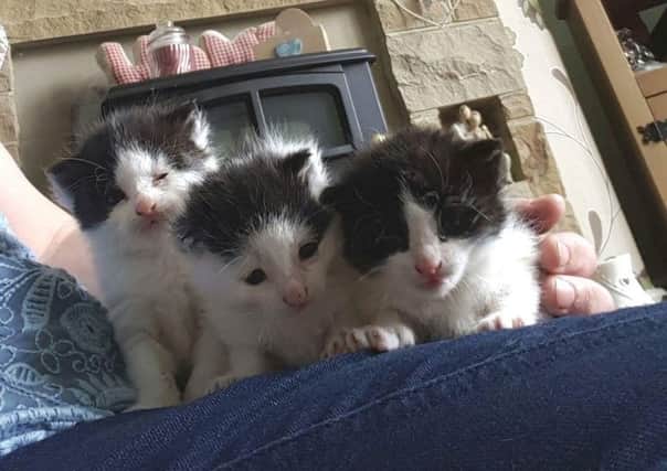 The three kittens have been named Scooby, Scrappy and Star
