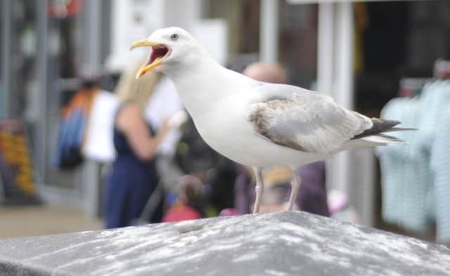 A seagull snatched a sausage roll from Harley Siddle-Haigh outside Scarborough's Iceland store while he was with mum Penny