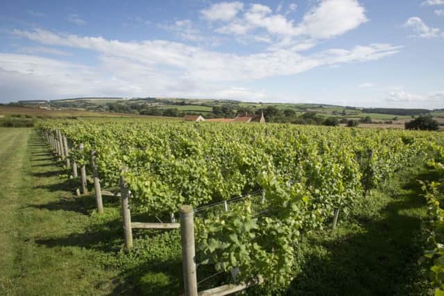 Ryedale Vineyards in the Yorkhire Wolds