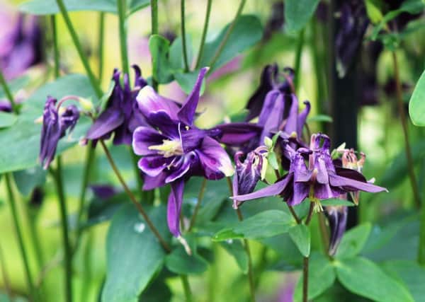 The dainty blooms of aquilegia.