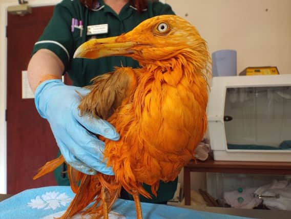 A seagull who turned bright orange after he plunged into a vat of chicken tikka masala.