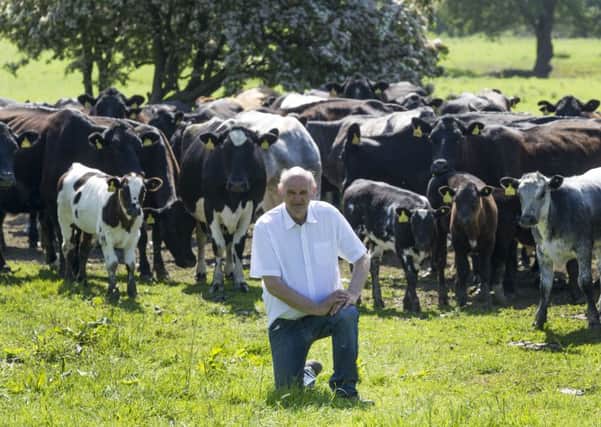 Chris Rooke, new chairman of the Huby & Sutton-on-the-Forest Show, with his herd of Aberdeen Angus cross Belgian Blue cattle.  Picture: James Hardisty