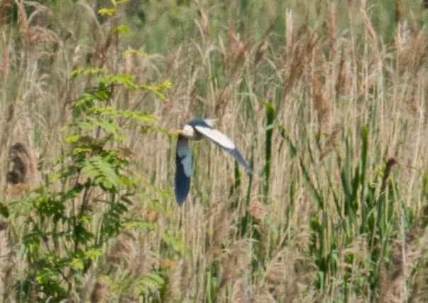 The little bittern stayed at Old Moor most of last summer.  Picture: Andrew Leggett