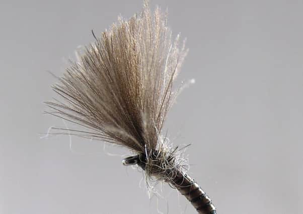 Peacock feather fly, dressed by Stephen Cheetham.