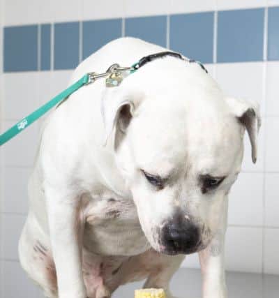 Hooch, an American Bulldog that underwent emergency surgery at PDSA's Bradford Pet Hospital after swallowing a corn on the cob husk