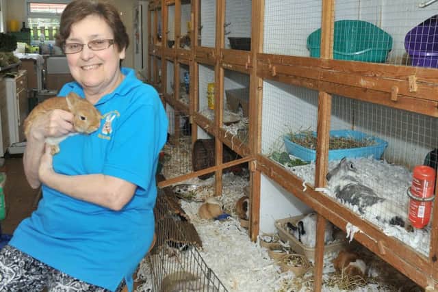 Gwen Butler of Bunny Burrows, Richmond , with Mcvitie  next to some of the many hutches she has for all the rabbits she is caring for. (Gl1010/40e)