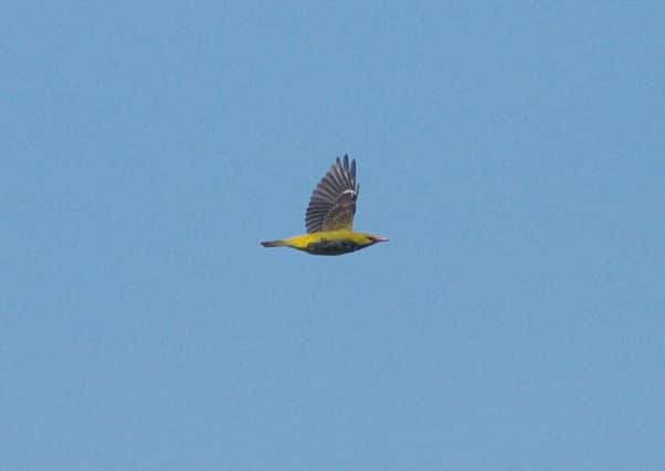 An immature male golden oriole in flight. It is one of our most colourful summer visitors.                    Picture: Richard Willison