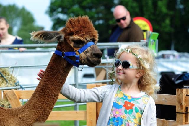 Five-year-old Ruby Grimston meets an alpaca.