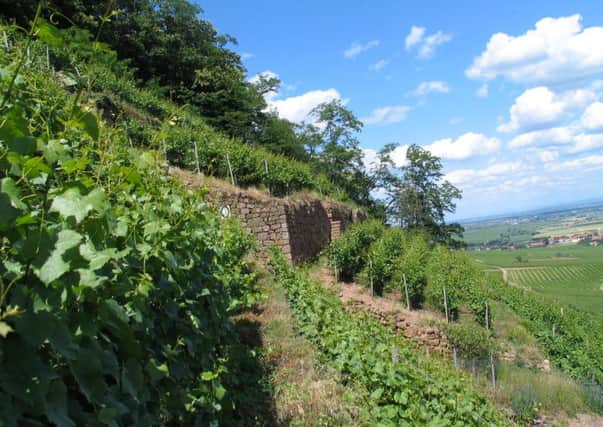 Domaine Weinbach - a star producer in Alsace