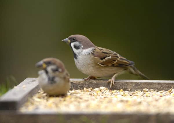 Often overlooked but undeniably elegant, the tree sparrow has suffered major historic population declines.