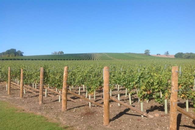 Will English vineyards expand if we leave the EU?