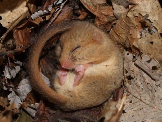 Hazel dormice are being released into the Yorkshire Dales National Park as part of efforts to stem declines in the species.